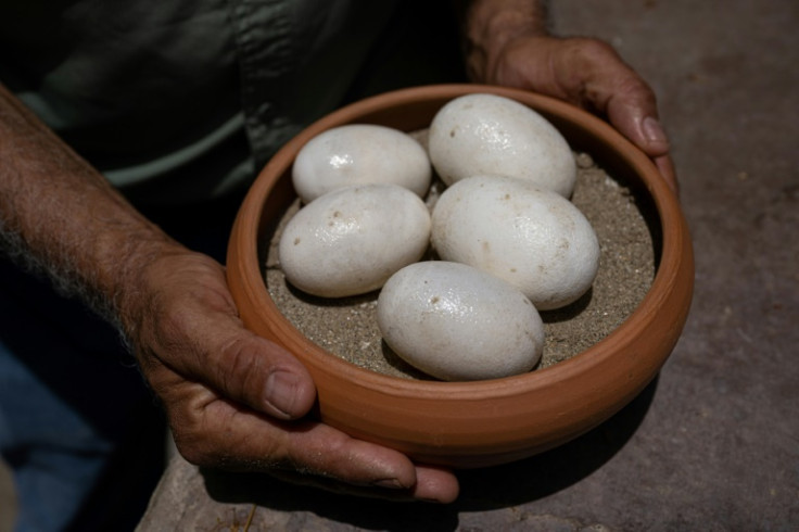 The Orinoco Crocodile is critically endangered, and conservationists  nurture them for 90 days after they hatch before releasing them into the wild