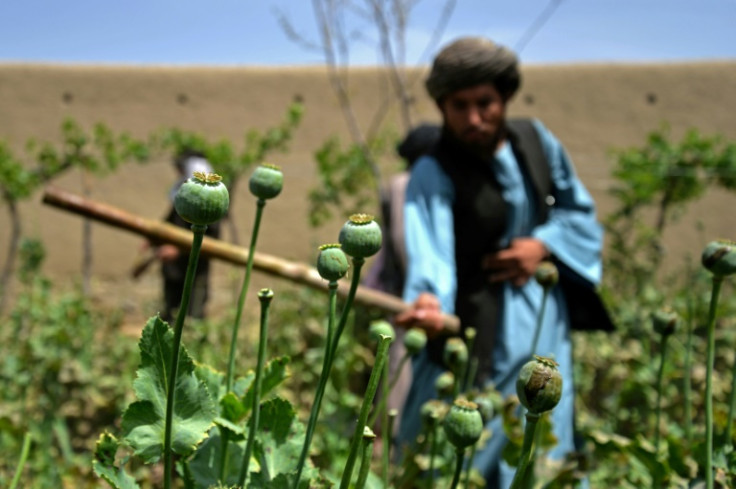 A Taliban security force member slashes at a field of poppies, used in the production of heroin, which have been banned by the government