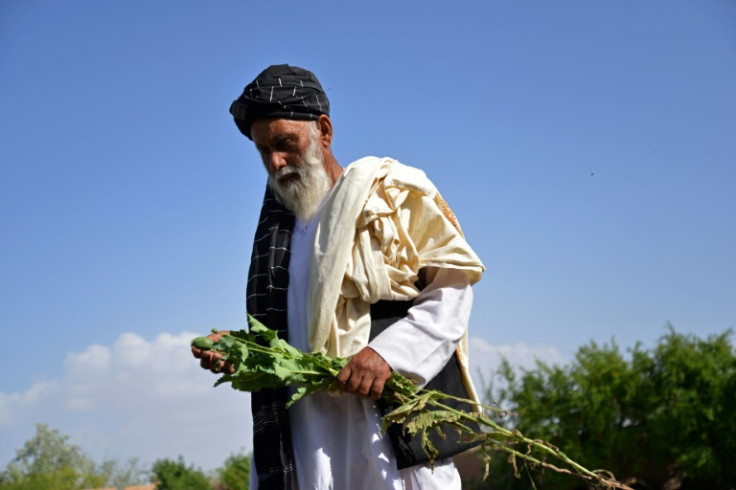 Farmer Ghulam Rasool walks through his destroyed poppy field on the outskirts of Lashkar Gah in Helmand province