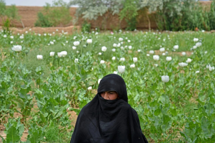 An Afghan woman sits along a poppy plantation on the outskirts of Lashkar Gah in Helmand province