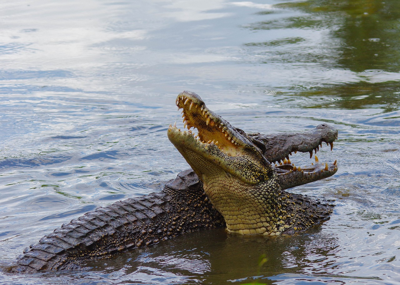 Body Parts Of Missing 65-Year-Old Man Found Inside 2 Crocodiles