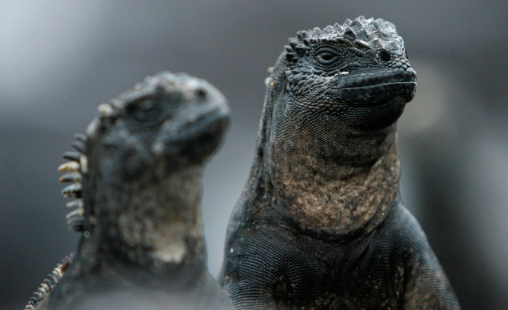 Marine iguanas are seen at the Galapagos National Park on Santa Cruz Island