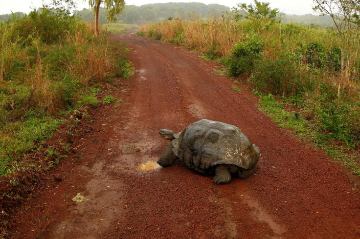 A giant tortoise is seen on a road at Santa Cruz island at Galapagos National Park
