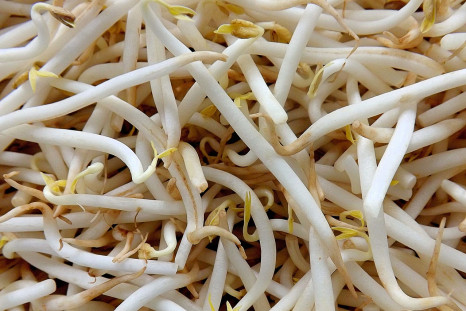 mung bean sprouts, food, 