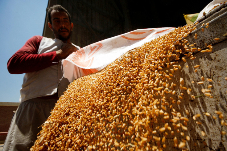 A worker collects wheat at the Benha grain silos, in Al Qalyubia