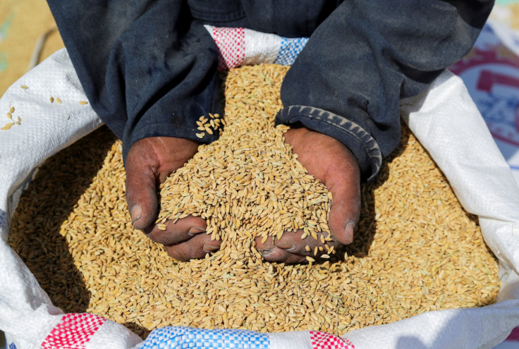 A farmer shows rice grains after harvesting it from a field in the province of Al-Sharkia
