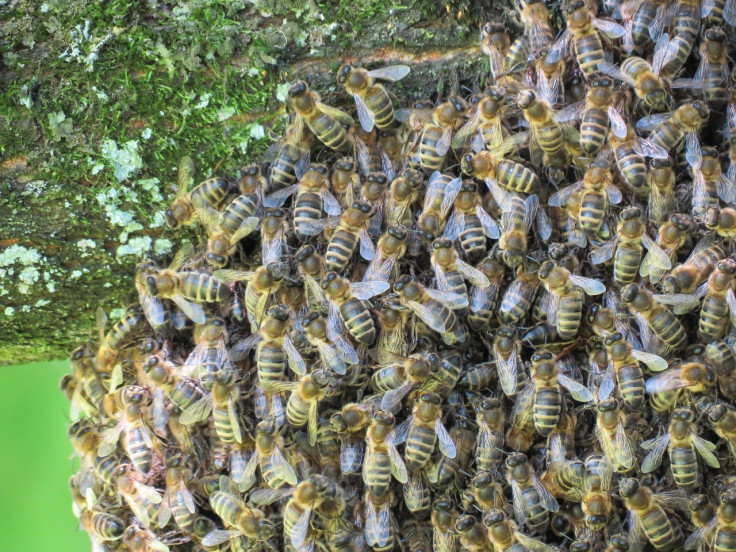 Representational image (bees) 