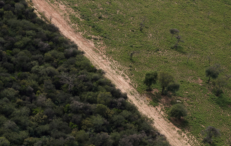 High grains prices, low fines spur loss of Argentina's woodlands