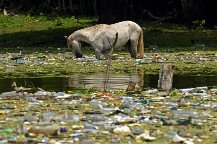 A horse drinks from the plastic-filled Cerron Grande reservoir in El Salvador