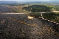 A burnt landscape caused by wildfires in Alberta, Canada