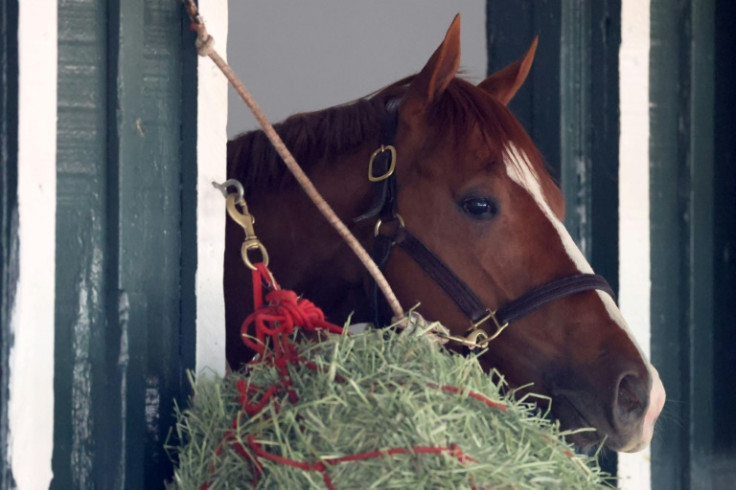 Kentucky Derby winner Mage peers out from his stall at Pimlico Race Course ahead of the 148th running of the Preakness Stakes