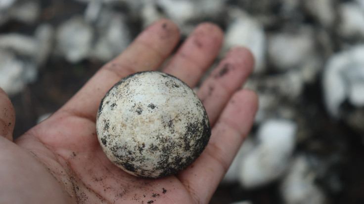 Sea turtle egg