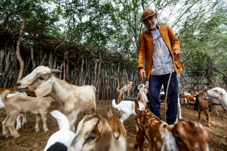 Brazilian goat farmer Adelson Matos says the building of a wind farm nearby has drawn vehicle traffic at all hours, and has altered rain and wind patterns with its enormous structures