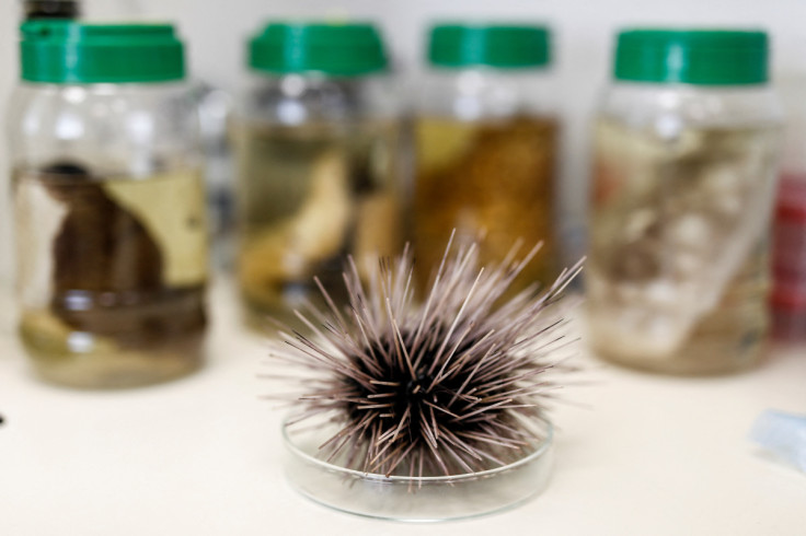 A dead black sea urchin is displayed at a laboratory in Tel Aviv University's Steinhardt Museum of Natural History in Tel Aviv