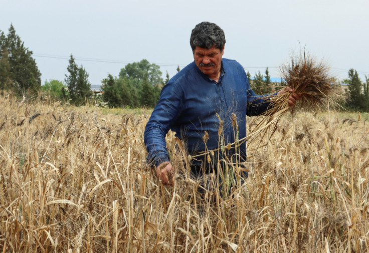 Tunisian farmer Hasan Chetoui, 64, cuts wheat spikes at his farm in Manouba
