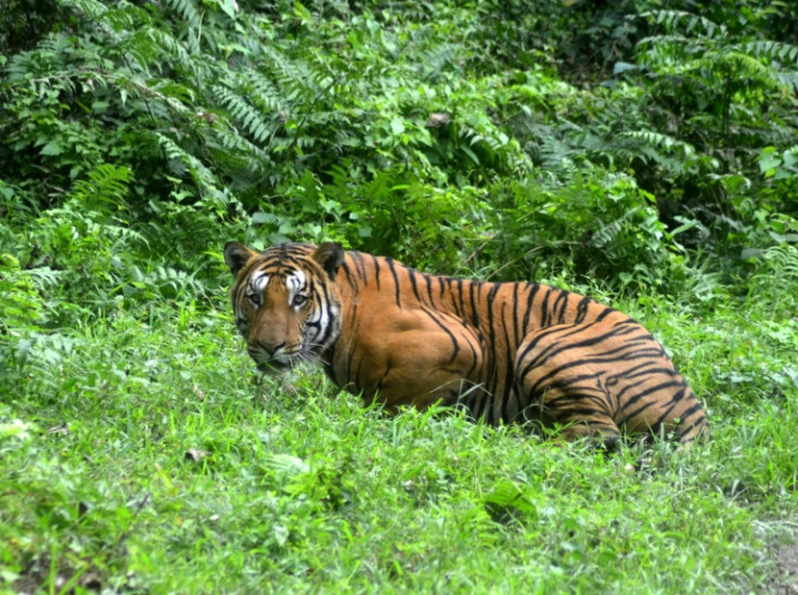 The number of wild tigers in India has slightly rebounded after decades of drastic decline