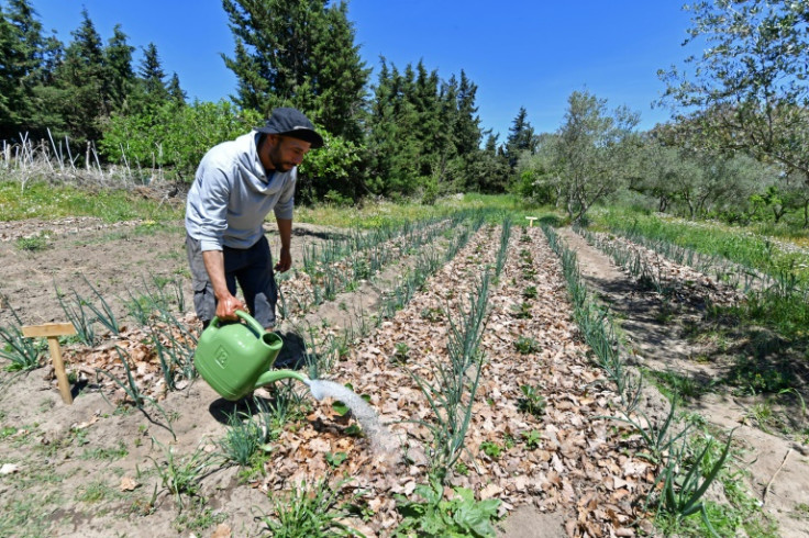 Many, like farmer Saber Zouani,  hope permaculture will help Tunisia weather the impacts of climate change and ween it off its reliance on global supply chains, including grain and fertiliser imports from war-torn Ukraine and Russia