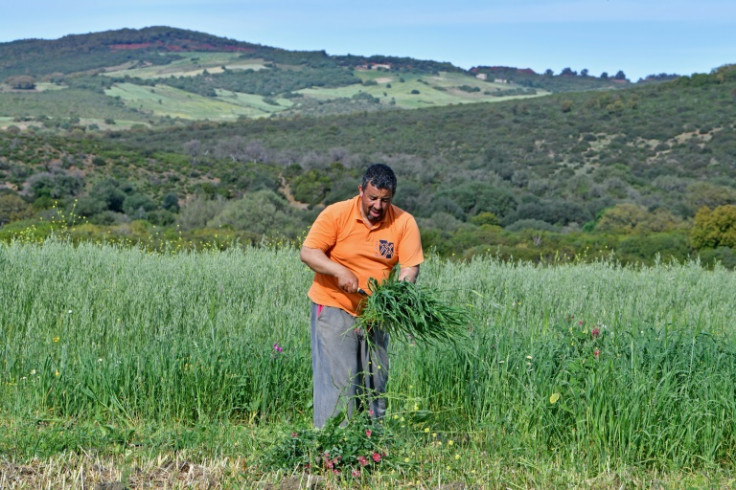 A Tunisian association has set up a project called 'Plant Your Farm' hoping to create 50 micro-farms over five years to show that permaculture is a profitable and efficient agricultural system