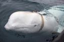 A 2019 image from the Norwegian Directorate of Fisheries (Sea Surveillance Service) shows a white whale now observed off Sweden's southwestern coast wearing a harness