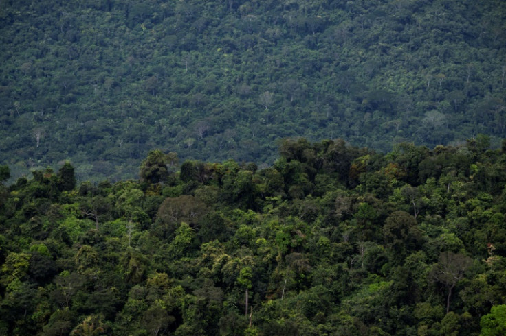According to scientists, Indigenous lands create key buffer zones against deforestation in the Amazon, the largest tropical forest in the world