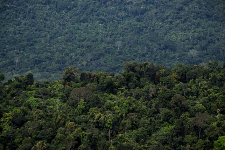 According to scientists, Indigenous lands create key buffer zones against deforestation in the Amazon, the largest tropical forest in the world