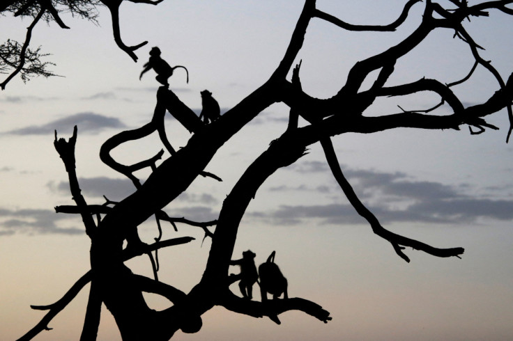 Olive baboons sit in a tree at dusk in Amboseli National park