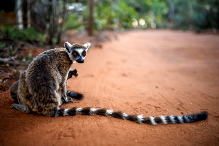 Lemurs at the Berenty Reserve in Toliara province