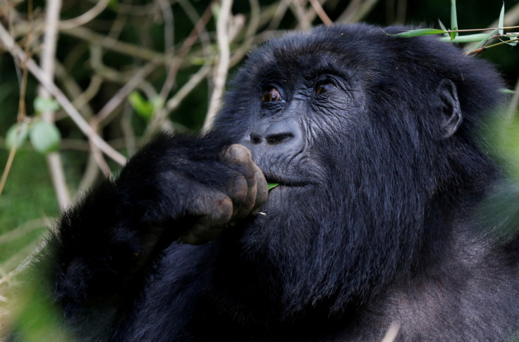 An endangered female high mountain gorilla from the Sabyinyo family eats inside the forest within the Volcanoes National Park near Kinigi