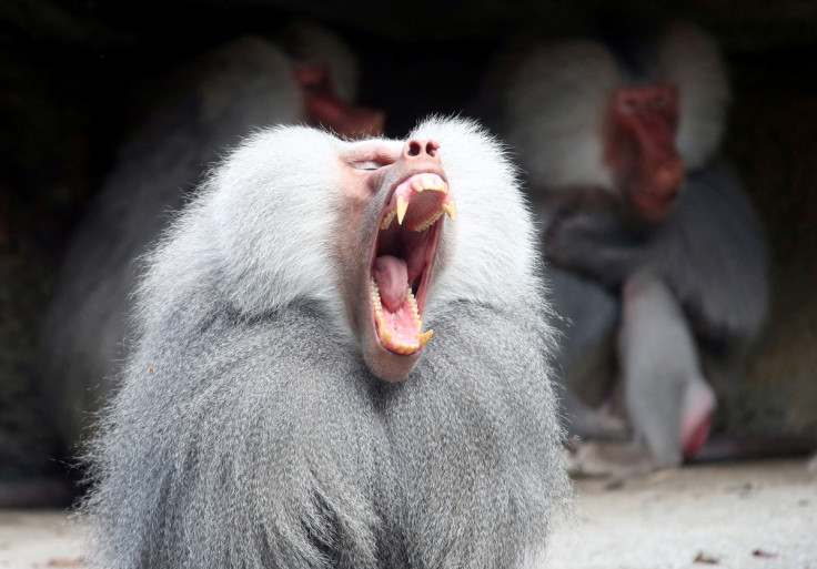 A baboon yawns in his enclosure while sitting in the sun at the Hellabrunn zoo in Munich