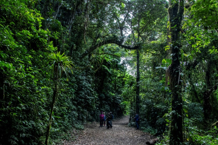 Tourists hiking in Monteverde's 'cloud forest' in Costa Rica, in May 2023: the rare environment is under threat from rising temperatures and climate change