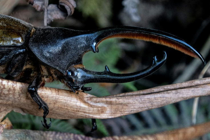 A Hercules beetle in the 'cloud forest' of Monteverde, Costa Rica, in May 2023: many species, in particular amphibians, face an uncertain future as the normally moist forest dries out