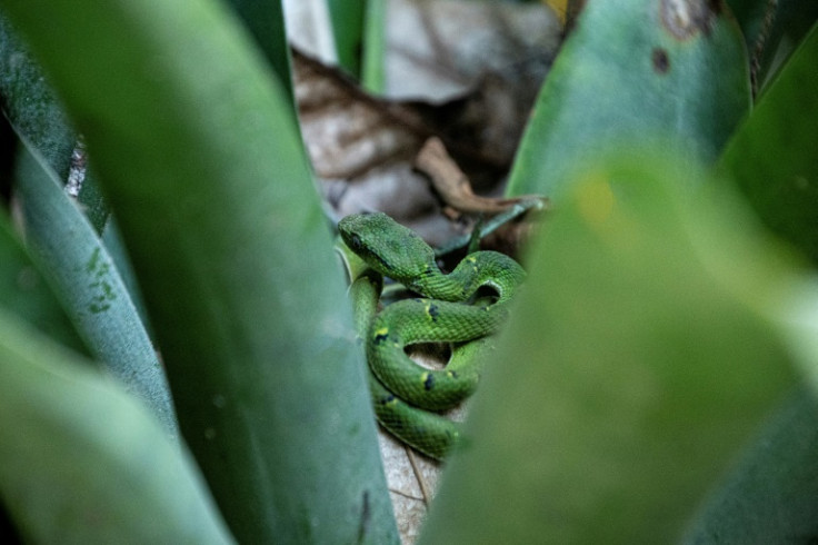 A palm viper in the 'cloud forest' of Monteverde, Costa Rica