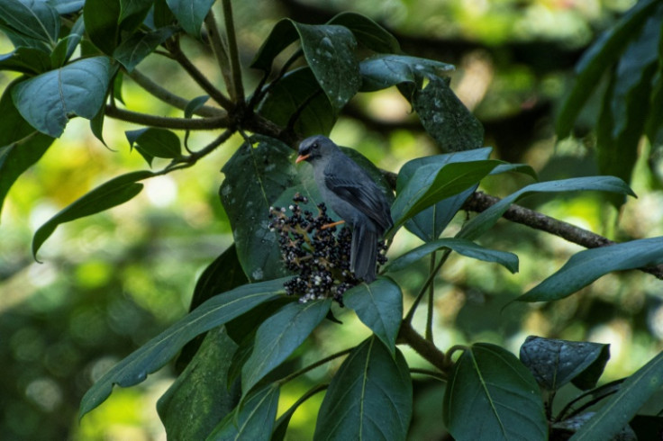 A black solitaire bird in the struggling cloud forest of Monteverde, Costa Rica