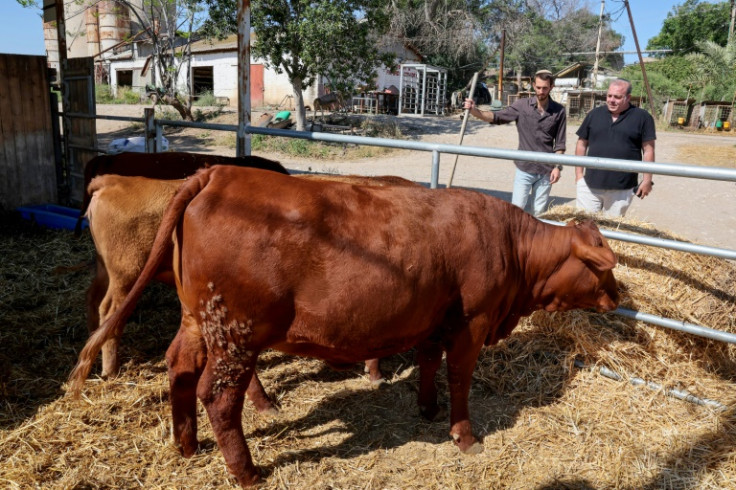 In order to hasten their sought-after redemption, a Jewish group imported five red heifers for sacrifice