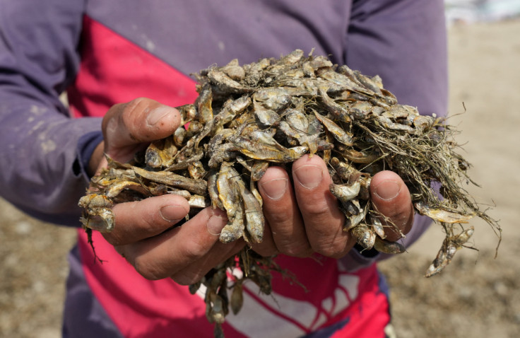 An Iraqi Marsh Arab man collects fish that died due to the salinity of the water at the Basra marshes