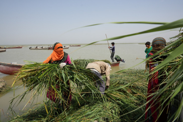 Iraqi Marsh Arab women carry reeds at the Basra marsh in Basra