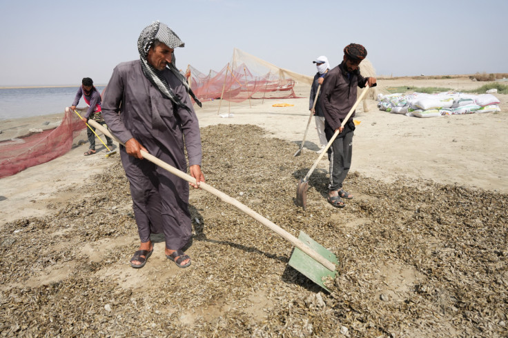 Khamis Adel, an Iraqi Marsh Arab man, collects fish that died due to drought and the salinity of the water at the Basra marshes