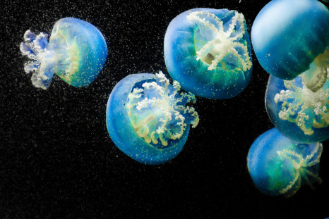 New health supplement derived from jellyfish collagen 
