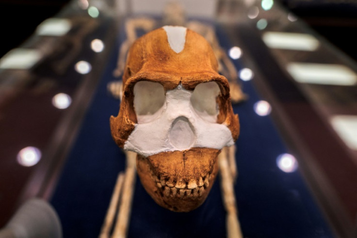 A reproduction of a Homo naledi skull