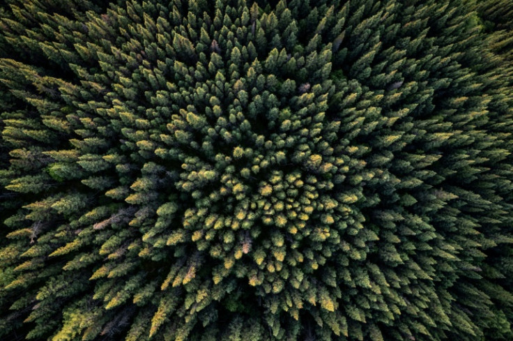 Canadian boreal forest west of Quebec