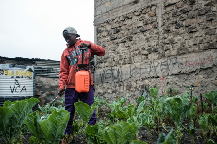 Moses Kimani, head of the Vision Bearerz Youth Group (VBYG), works in a vegetable garden that funds community activities in Mathare