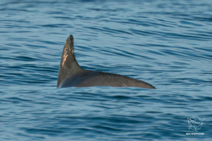About a dozen vaquitas were spotted on a recent scientific expedition in the Gulf of California