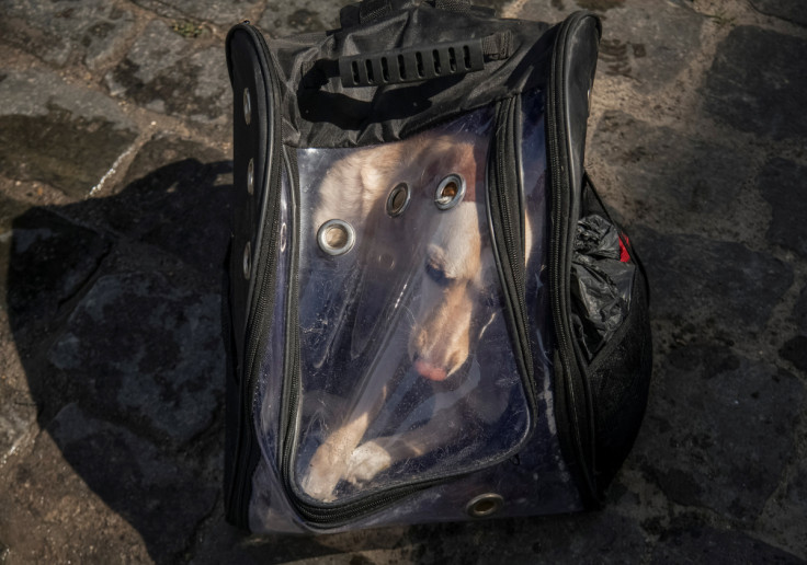 A dog is seen in a carry-on after local residents were evacuated from a flooded area after the Nova Kakhovka dam breached, in Kherson