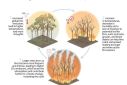 Graphic showing how increased global emissions can lead to more fire-prone conditions and how more fires can lead to higher emissions, which perpetuates the cycle