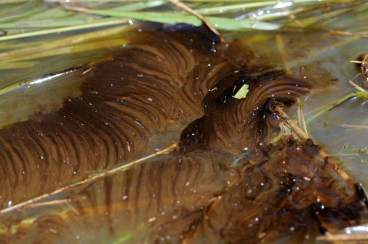 Oil mixed with water from an oil spill along the Yellowstone River is pictured in Laurel, Montana