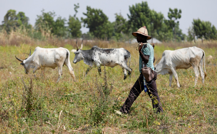 A Fulani herdsman walks past grazing cattle in Paiko