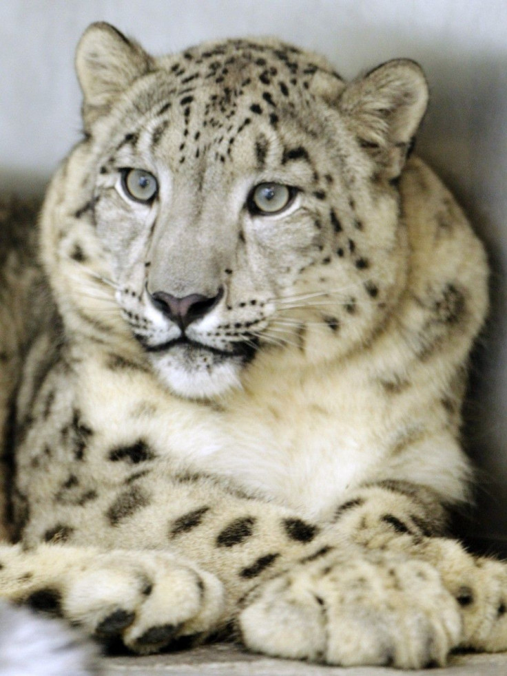 Snow Leopard