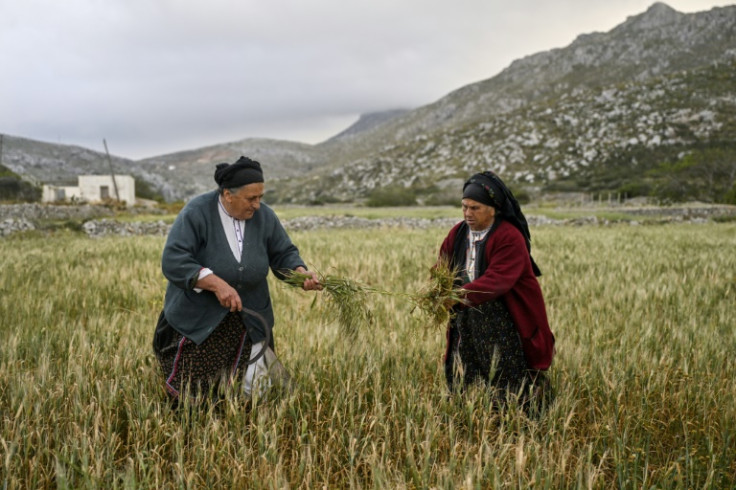 Anna Lentakis, 67, (L) works in the fields near Olympos