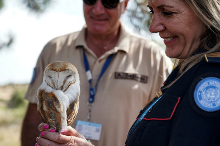 The rodents that once ran rampant in the buffer zone diving Cyprs, destroying crops, are being driven out by owls