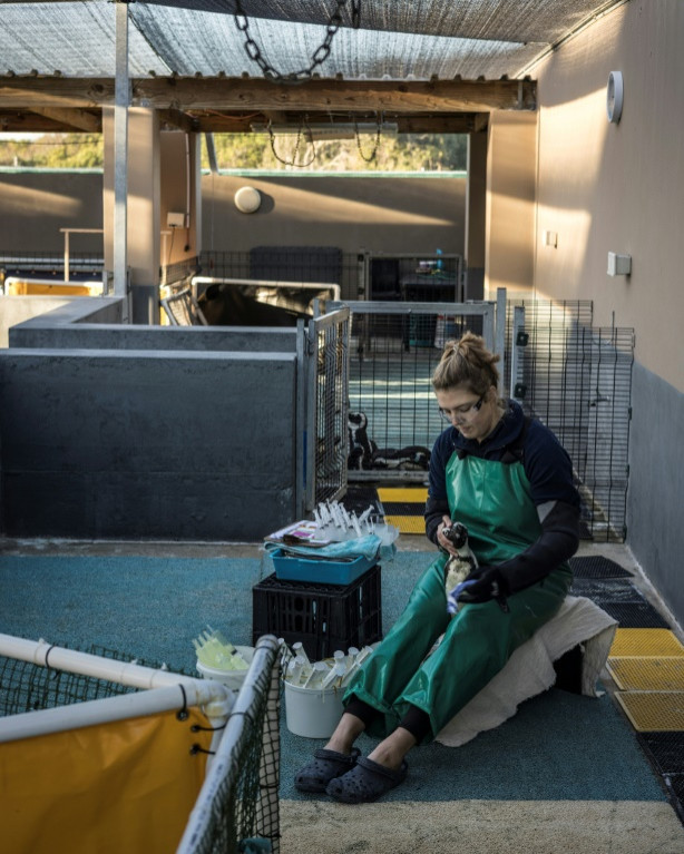Seabird ranger Caitlin van der Merwe feeds a penguin